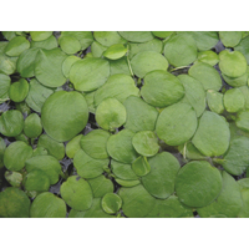 Limnobium Leavigatum 